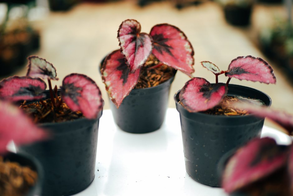 Бегония DS жгучая страсть