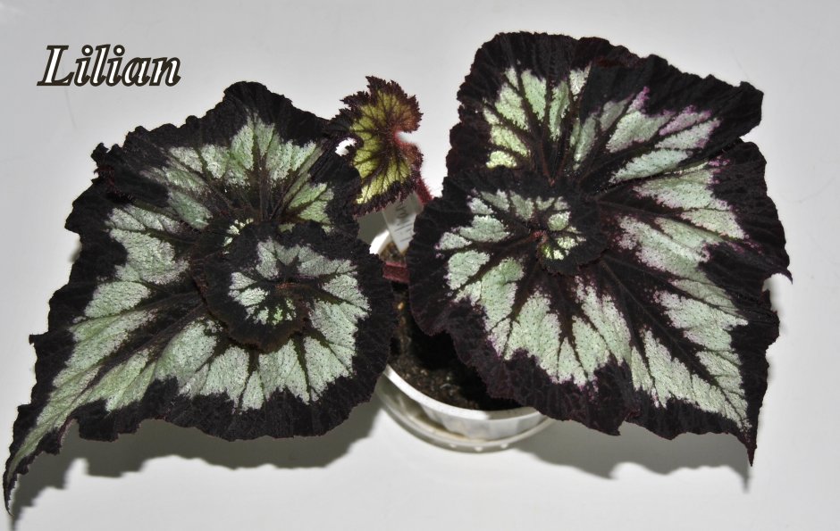 Бегония Chantilly Lace