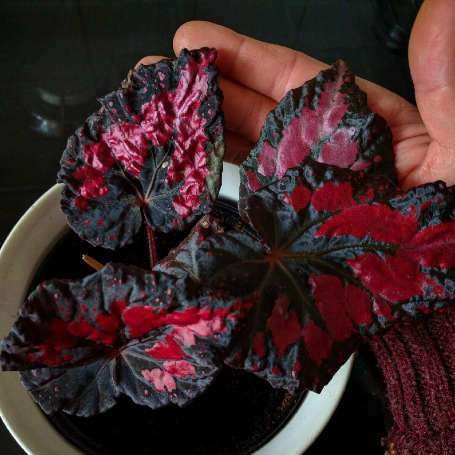 Бегония DS-баккара