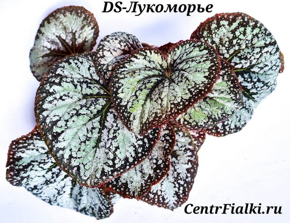 Бегония BLACKBERRY Swirl