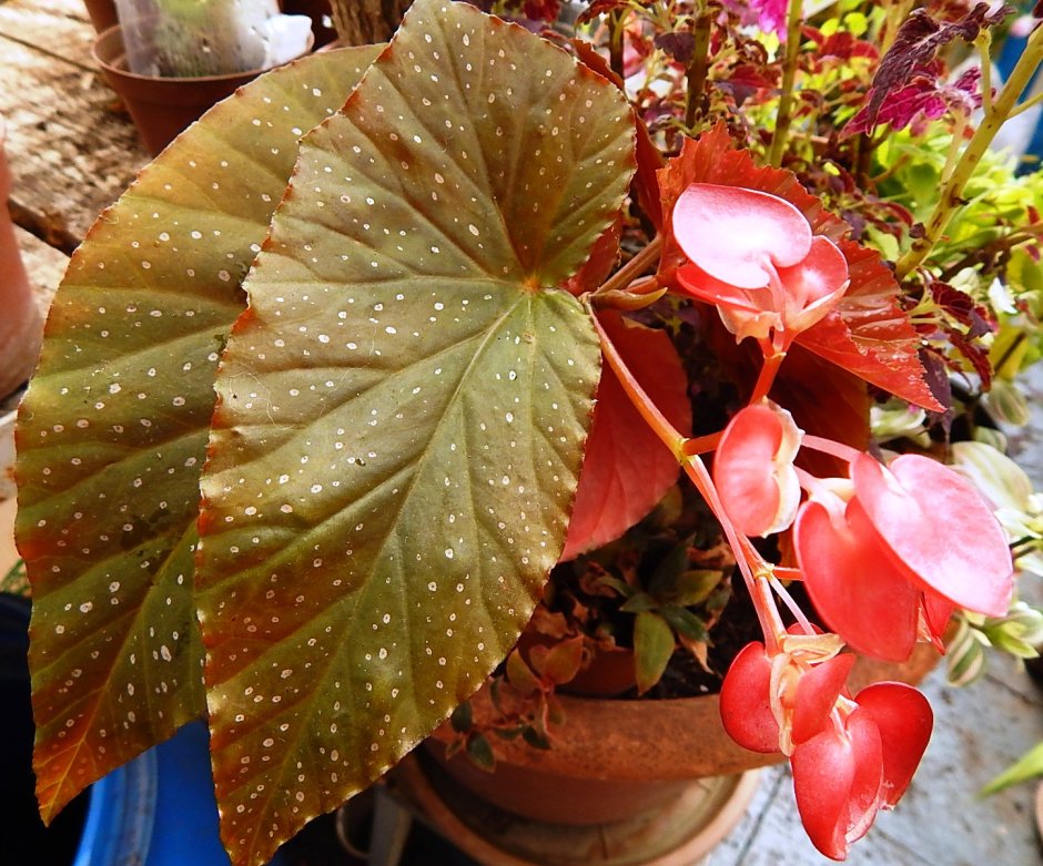 Бегония DS лебедь