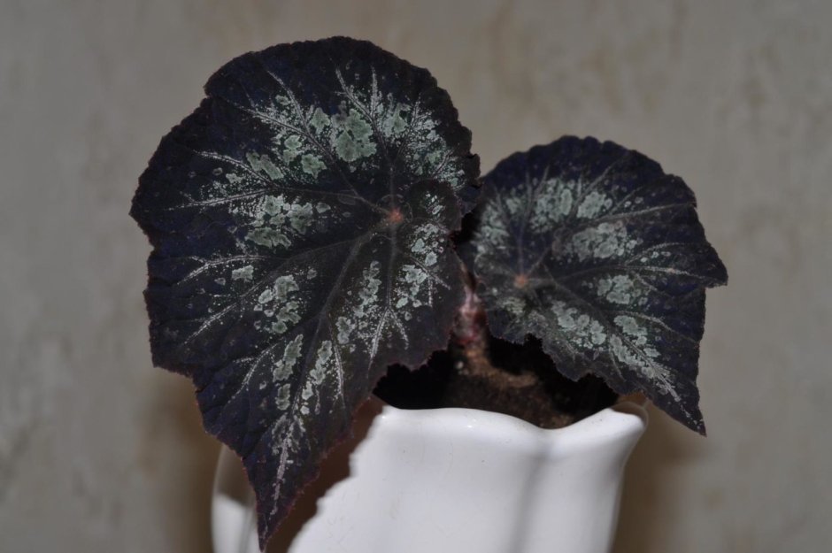 Бегония Maui Mist