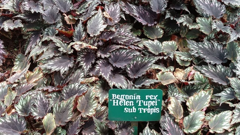 Бегония argenteo guttata