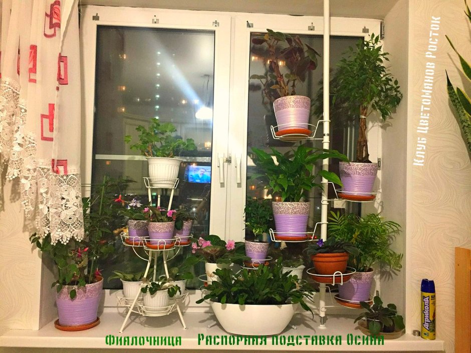 Осина на 5 горшков для крупных растений