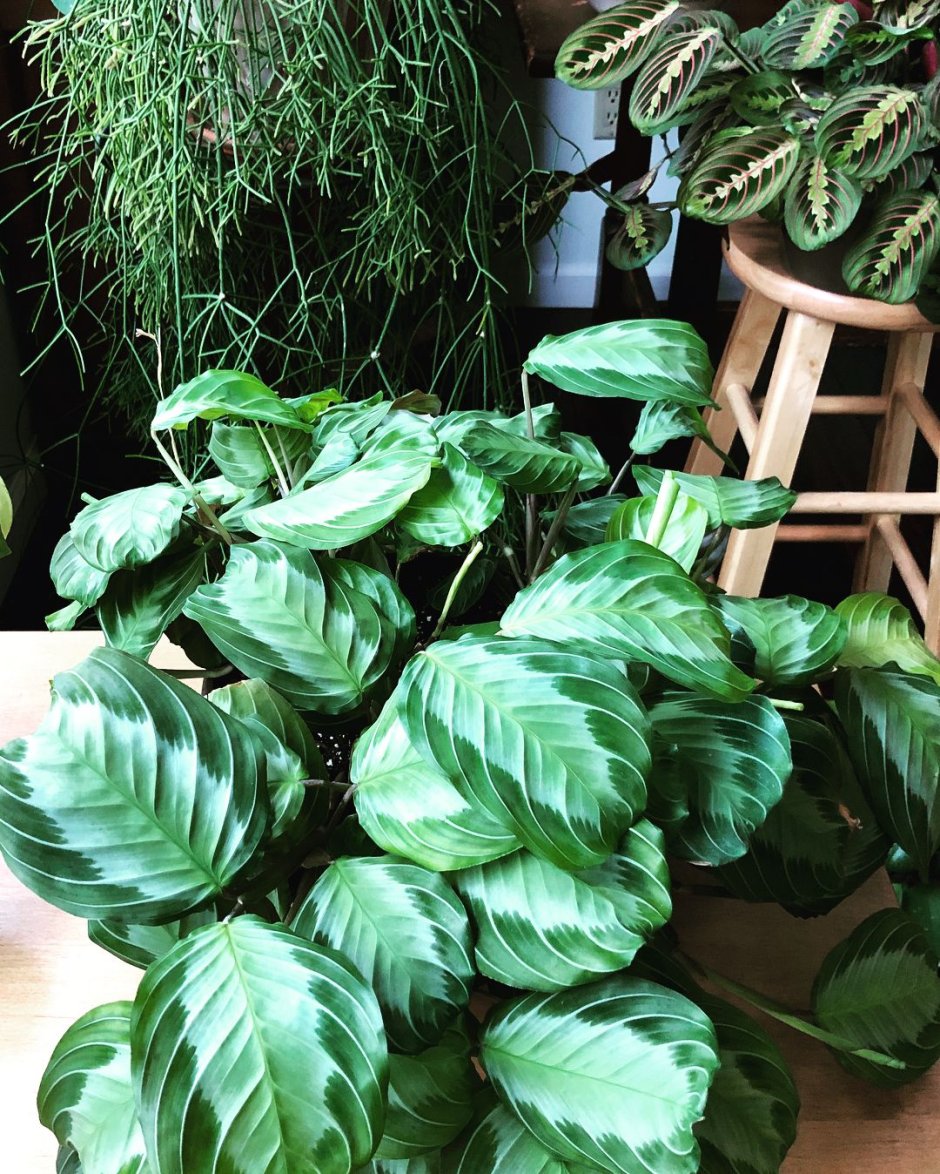 Маранта Сильвер бэнд