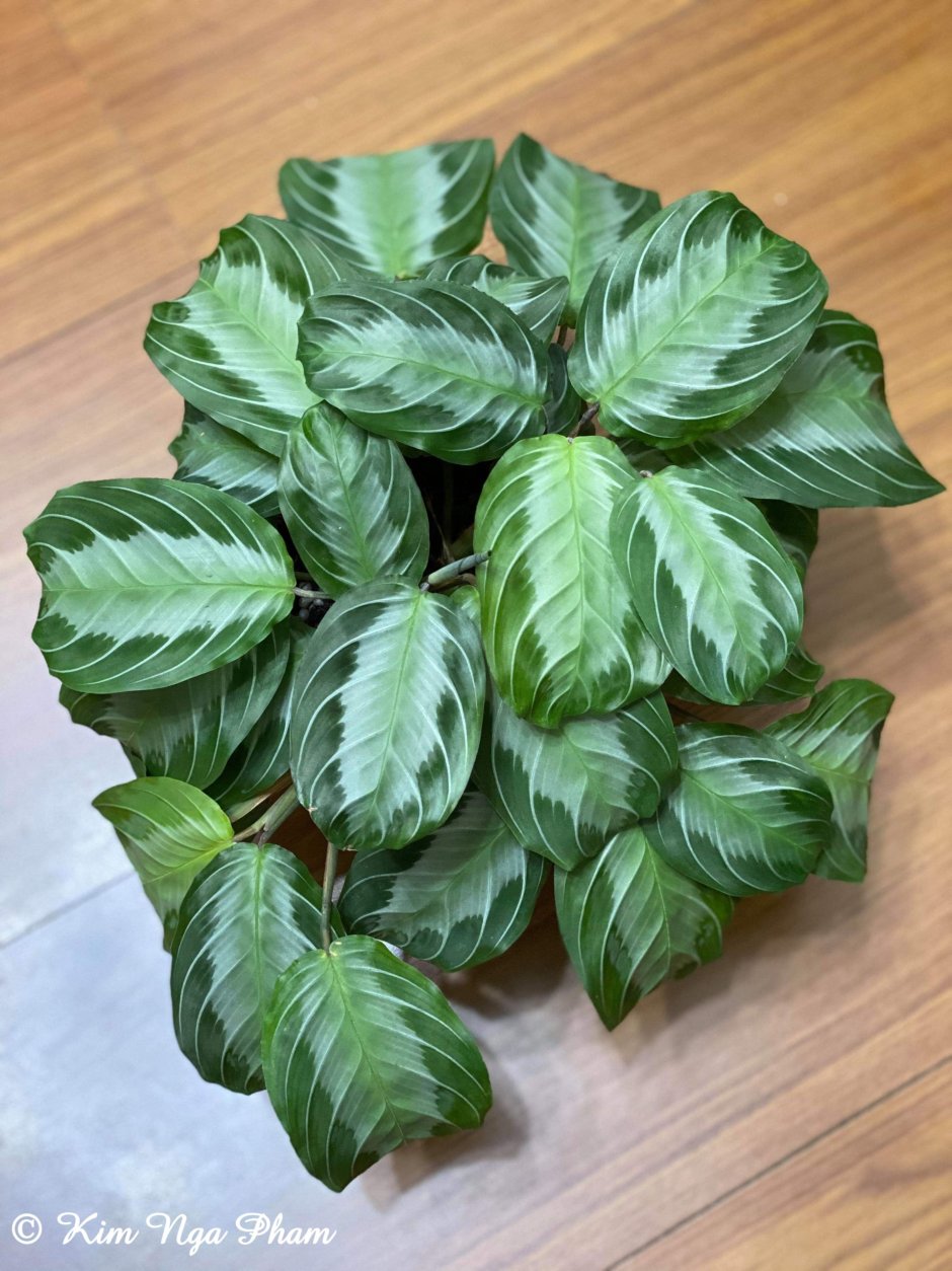 Maranta leuconeura