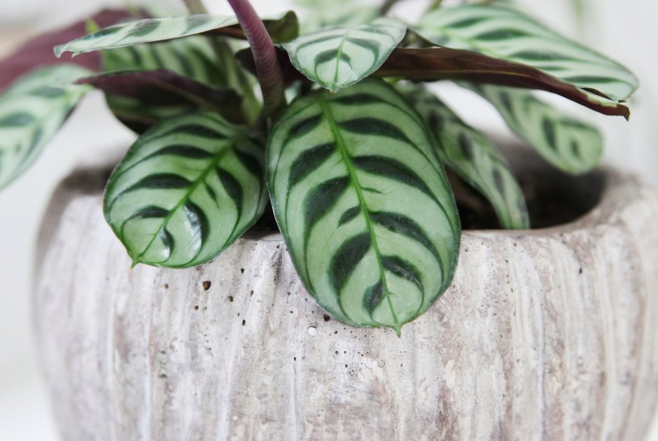 Маранта трехцветная