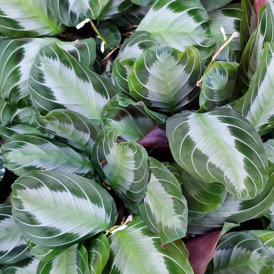 Маранта вариегатная