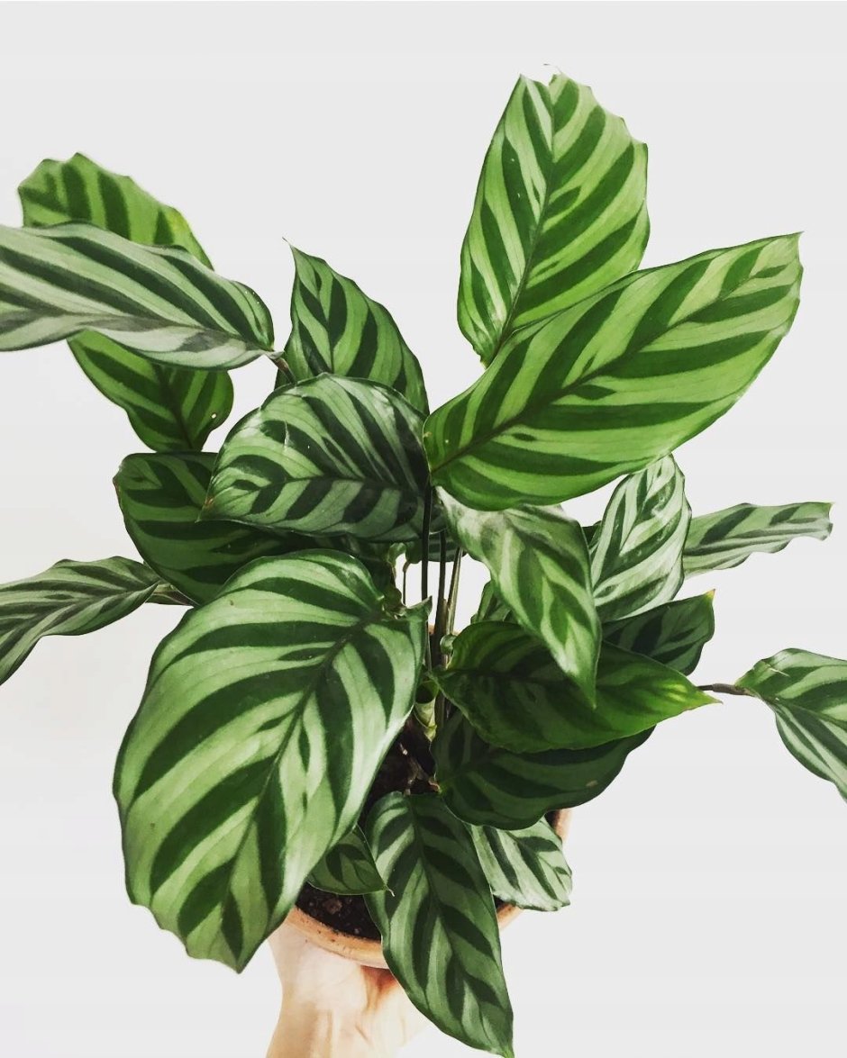 Маранта Сильвер бэнд