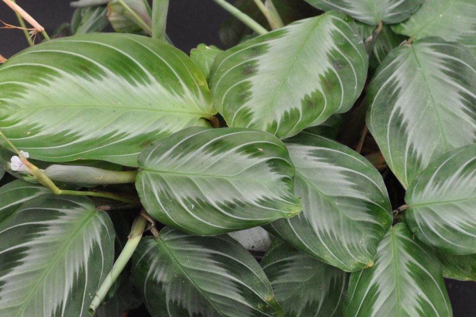 Маранта Сильвер бэнд похожие растения