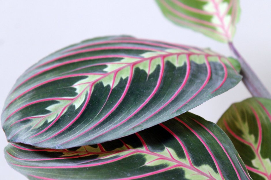 Маранта Эмеральд