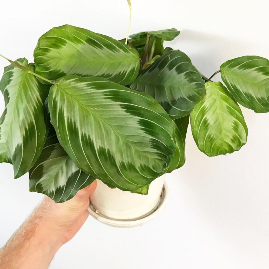 Маранта Эмеральд Бьюти