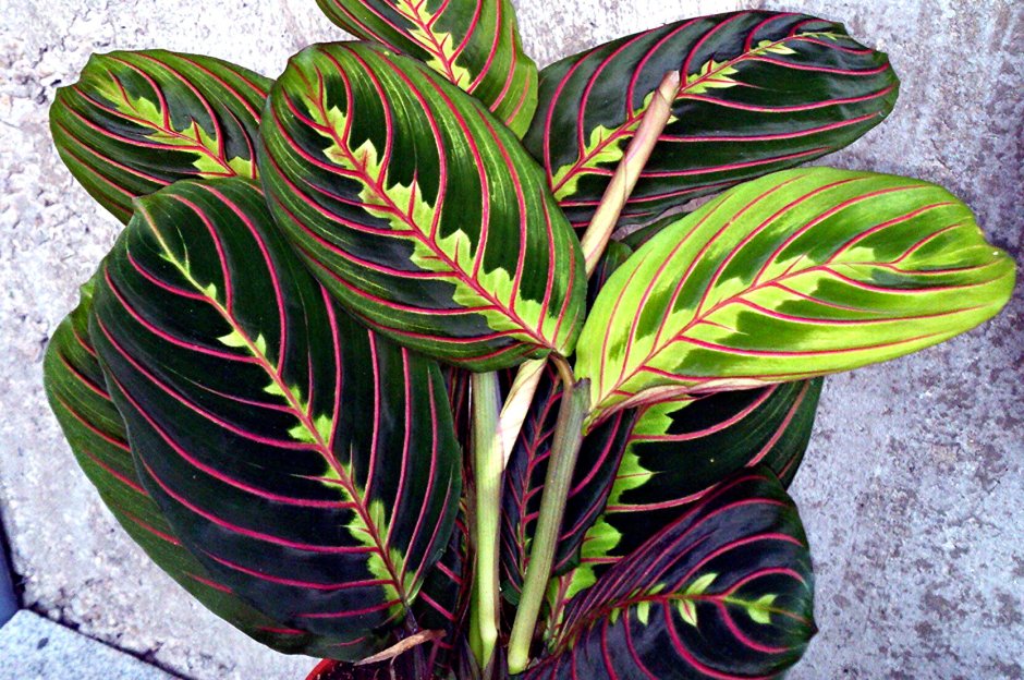 Маранта бывает ампельная ?