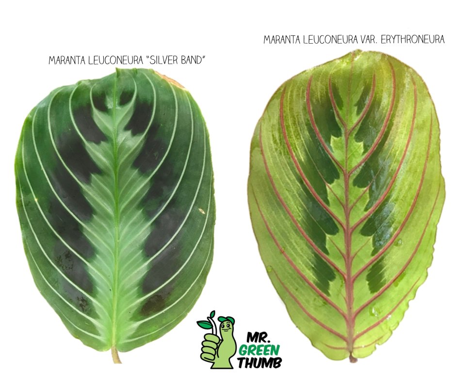 Маранта Сильвер бэнд похожие растения