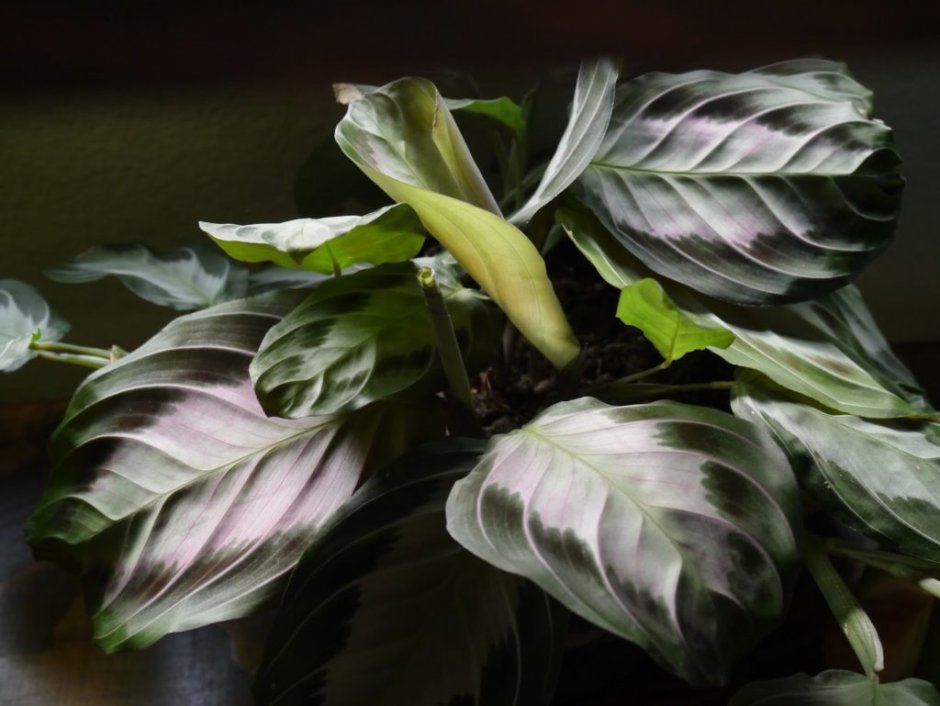 Диван маранта ЭКОДИЗАЙН