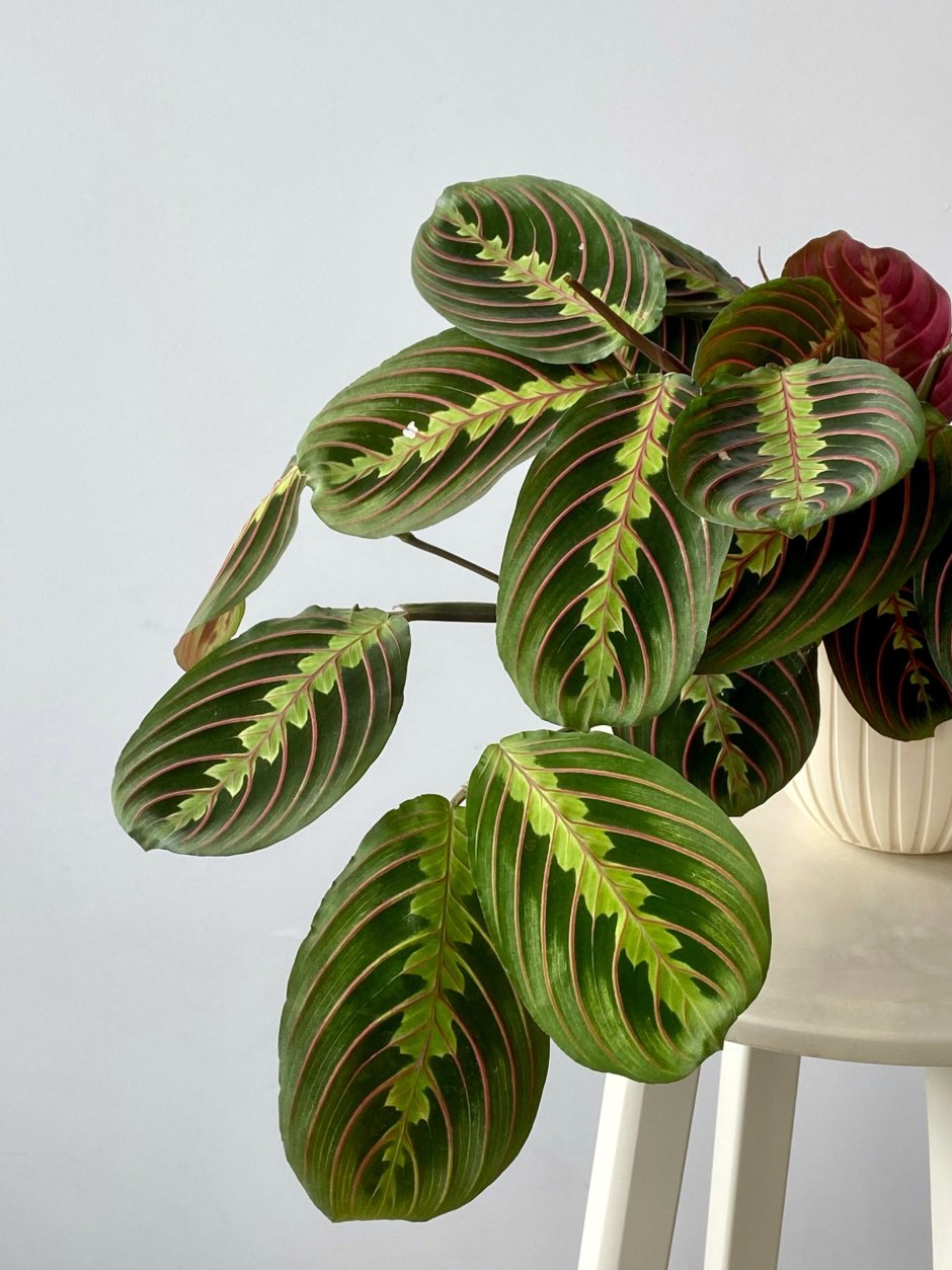 Маранта Эмеральд Бьюти