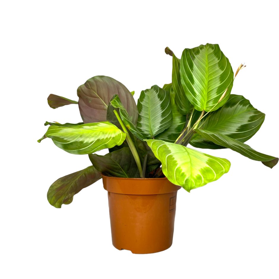 Маранта беложильчатая «Фасцинатор»