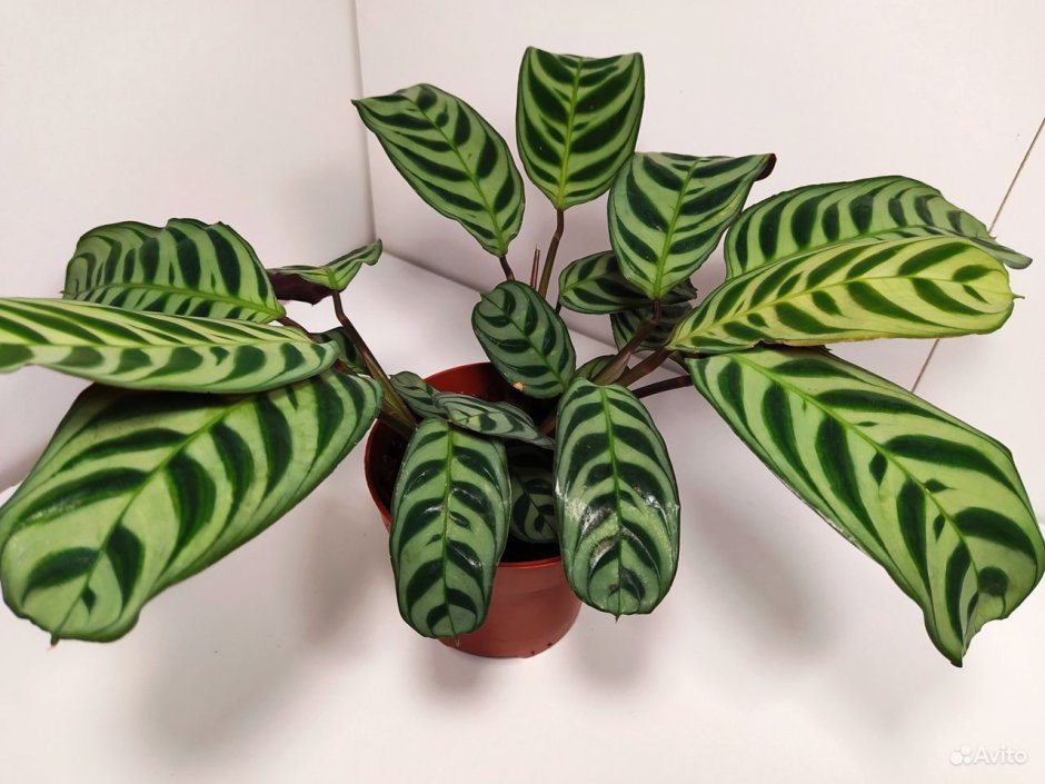 Маранта в природе