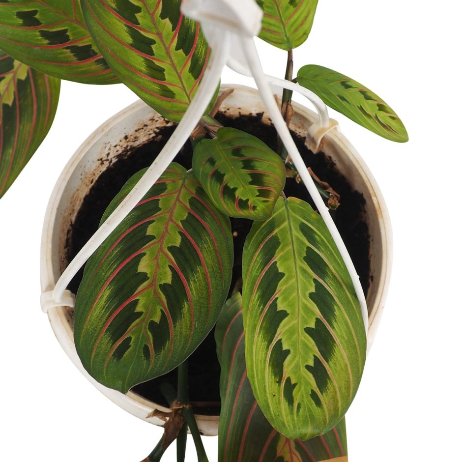 Серебро цвет код