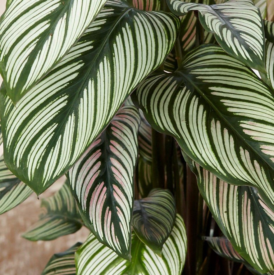 Маранта Массанжа