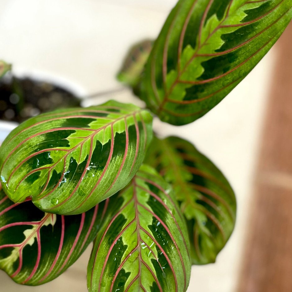 Маранта Эмеральд Бьюти