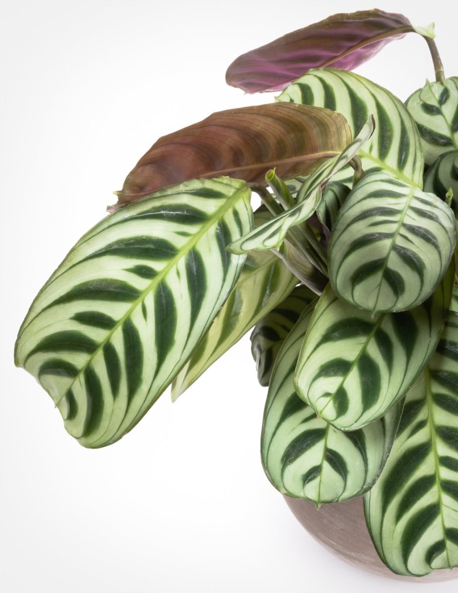 Маранта красножильчатая