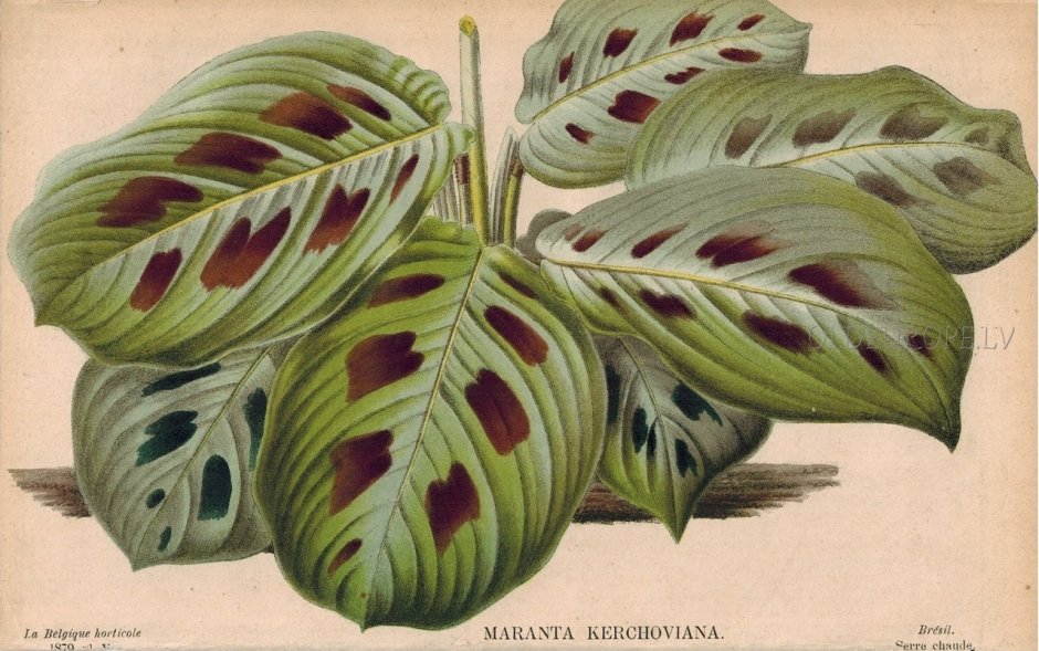 Макароны марантовые