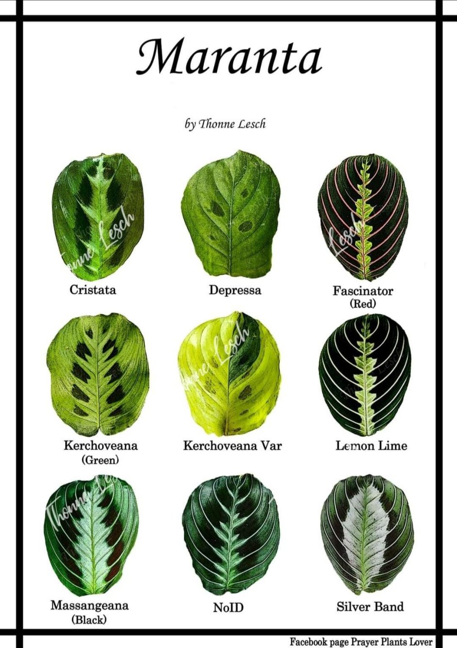 Маранта маранта «e. Morren/Emerald beaute»