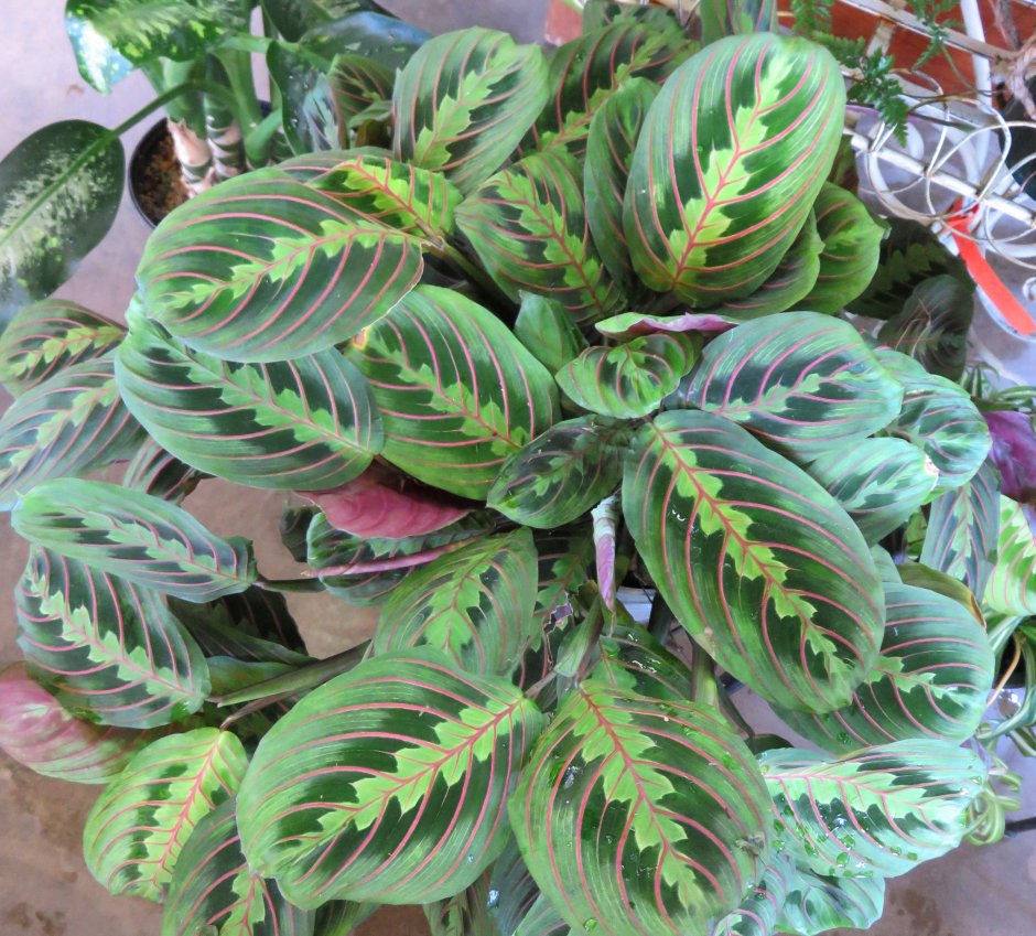 Лист маранты