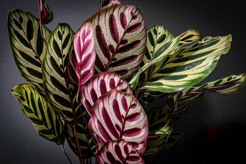 Маранта Марисела