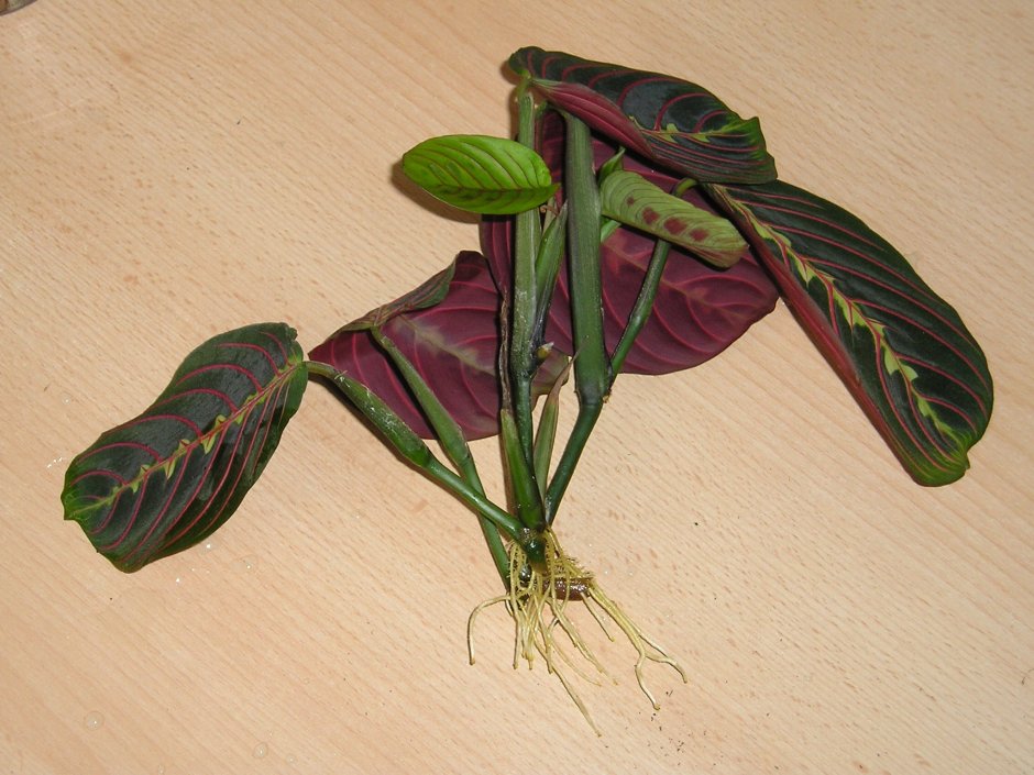 Калатея марантовые