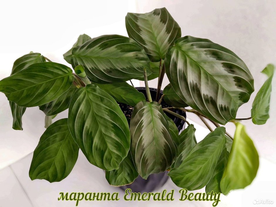 Калатея Эмперор