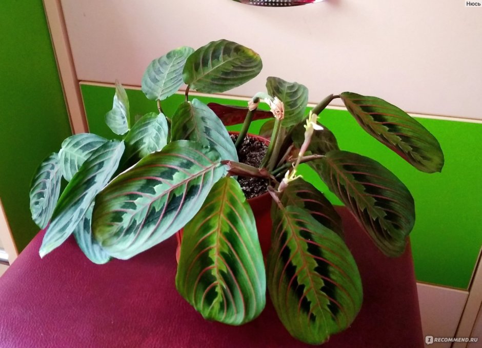 Калатея Макояна (35 -40)