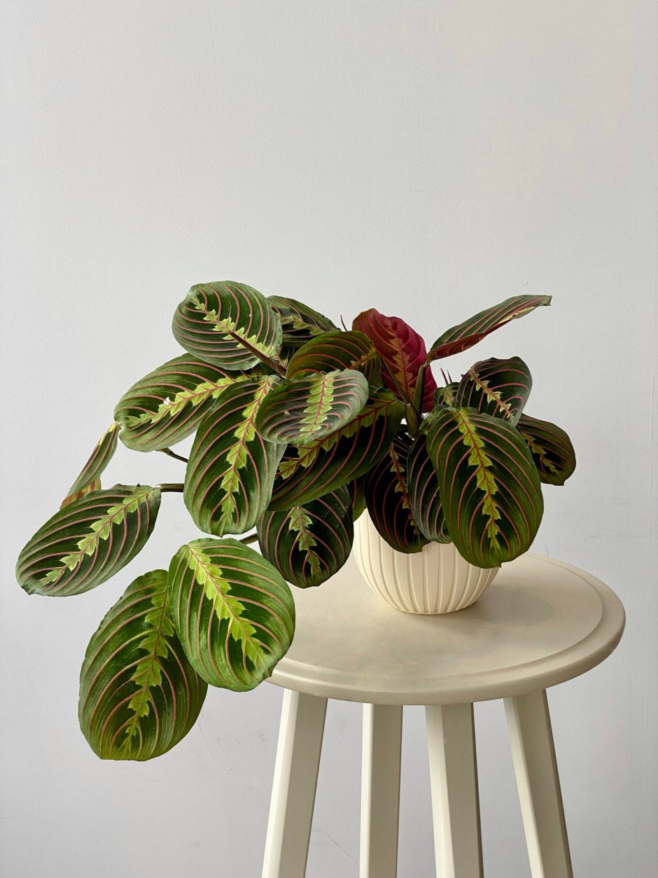 Маранта leuconeura