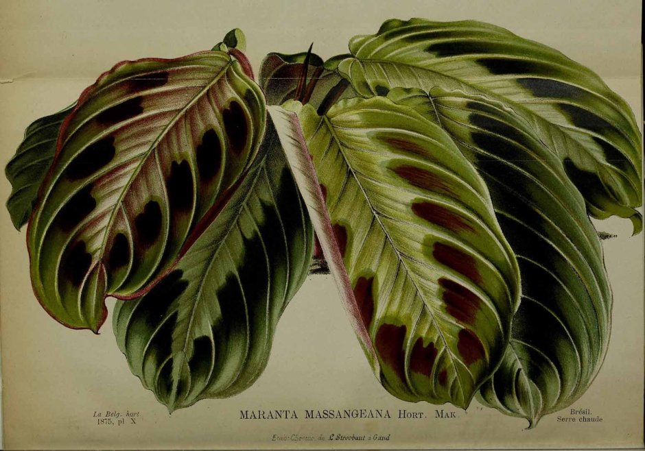 Маранта леуконеура Фасцинатор