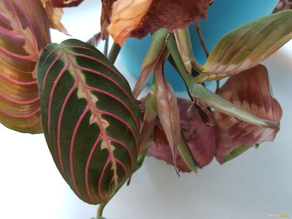 Маранта Фасцинатор Триколор