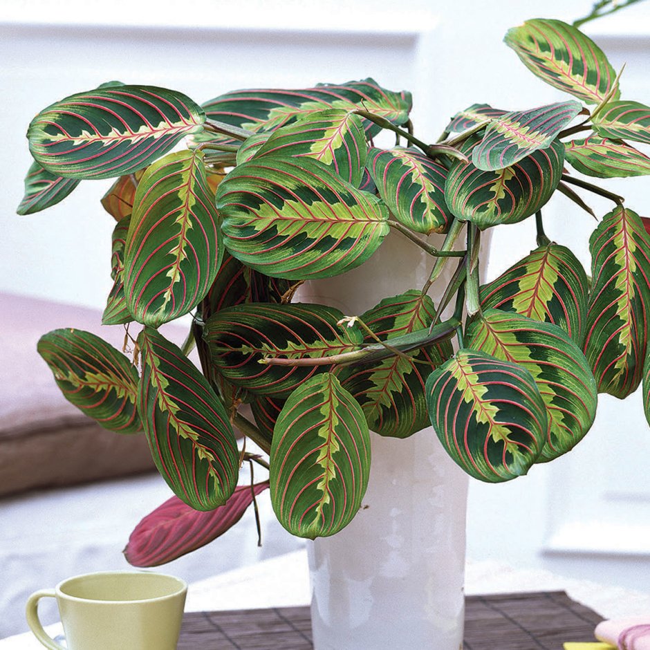 Маранта leuconeura amabilis