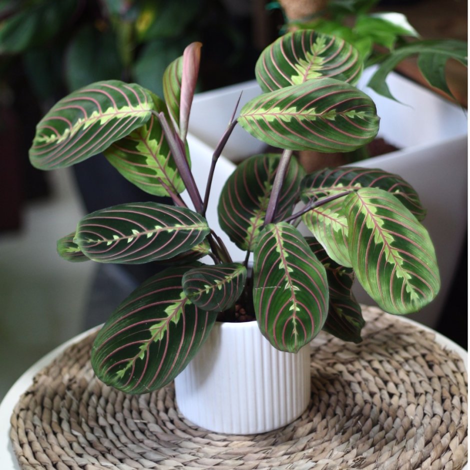 Маранта Эмеральд Бьюти