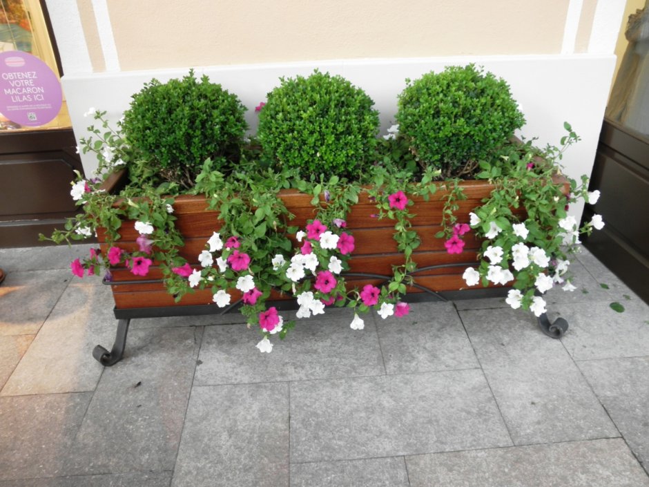 Контейнерное Озеленение самшит