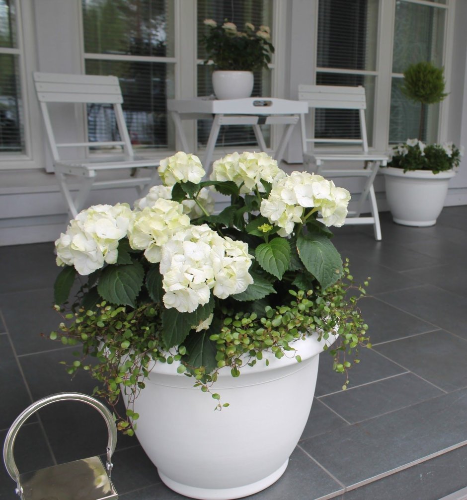 Гортензия в кашпо
