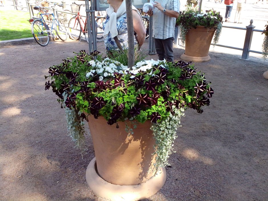 Контейнерное Озеленение дихондра