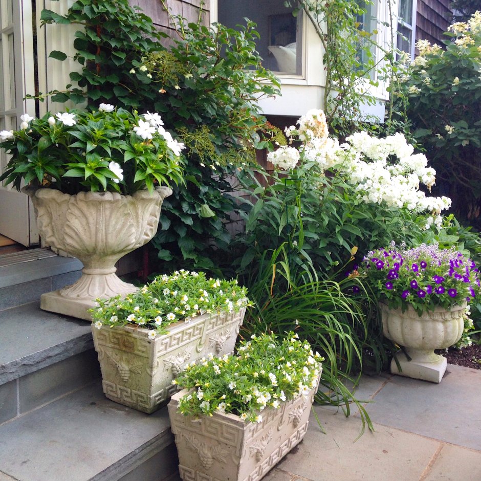 Контейнерные растения для сада