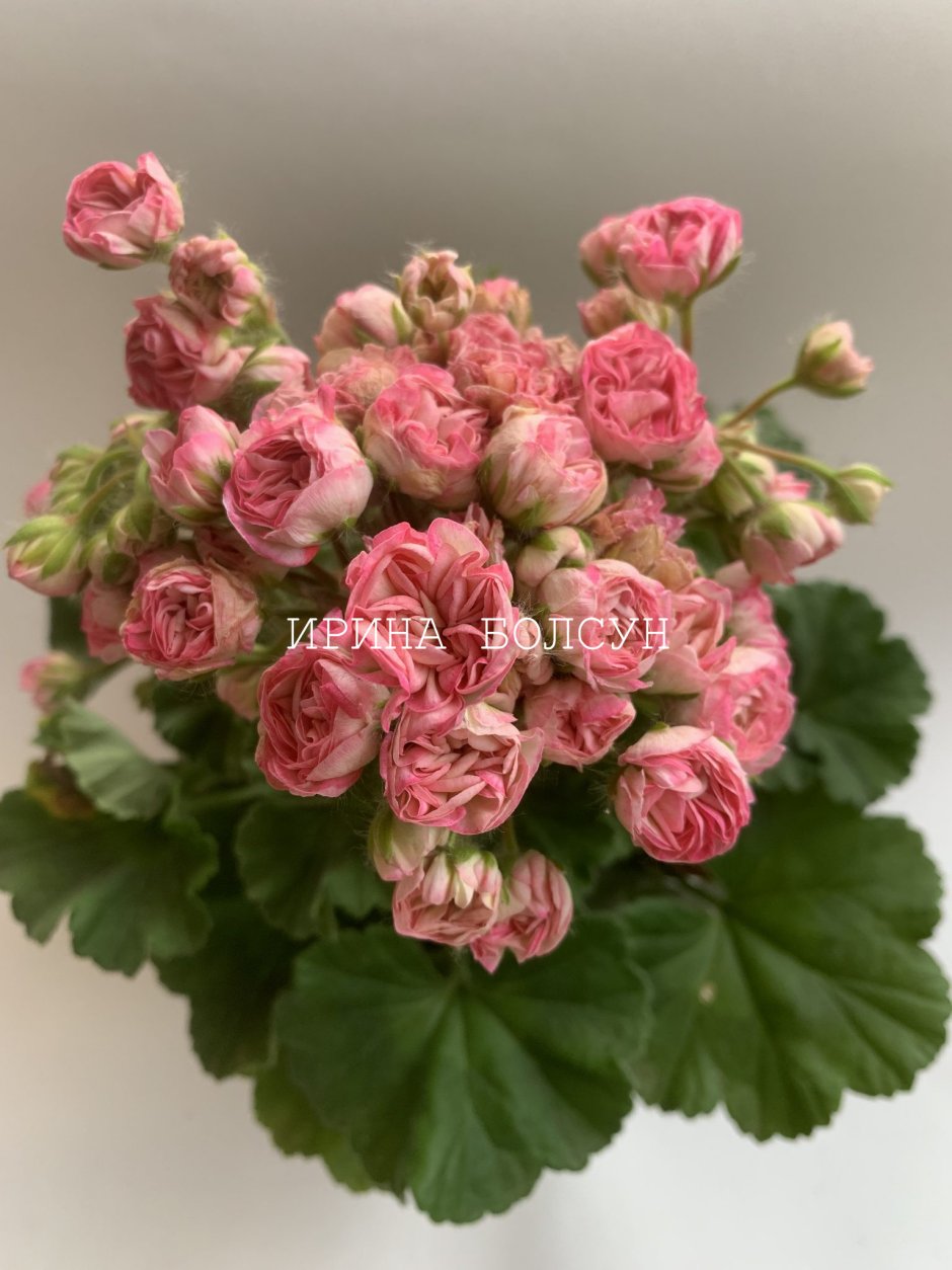 Пеларгония Юлии Львовой Полонез