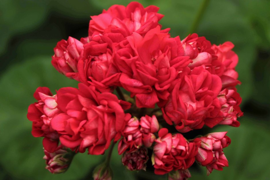 Норланд ред пеларгония