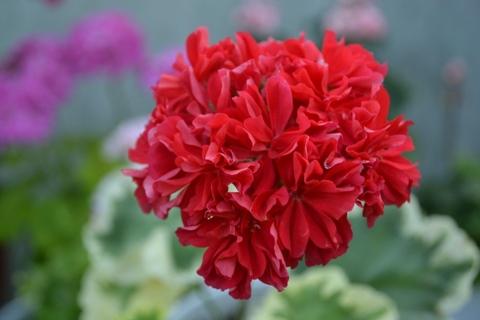 Пеларгония ю Канкан