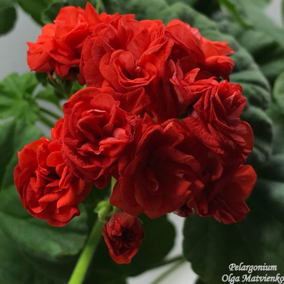 Пеларгония Юг Далида