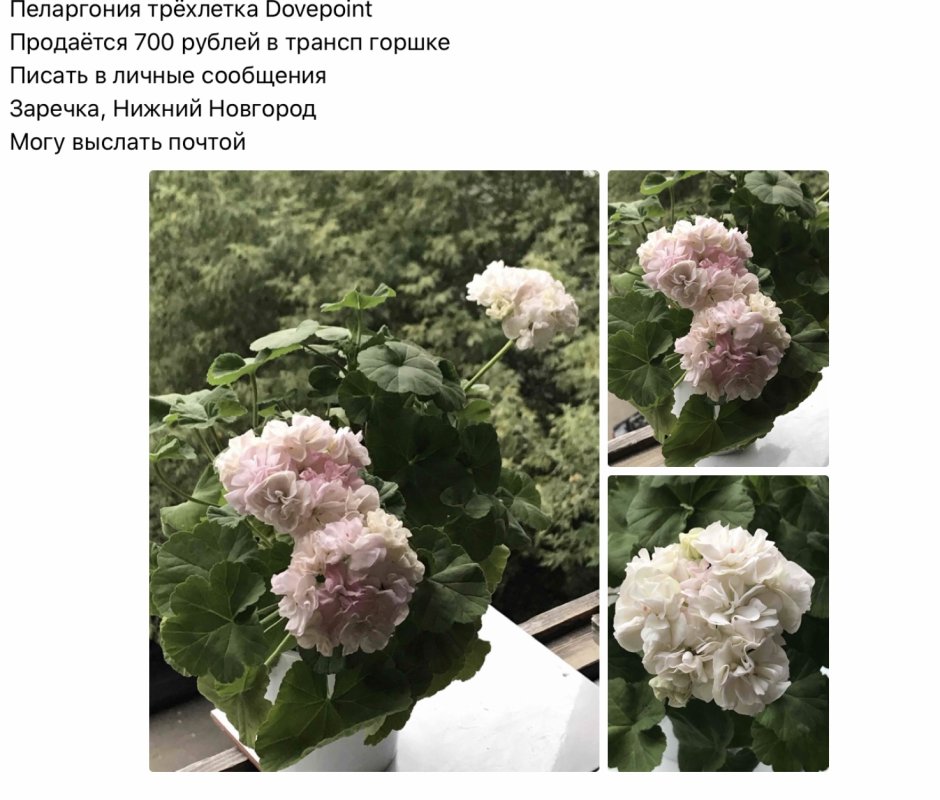 Пеларгония элнаридс Алексис