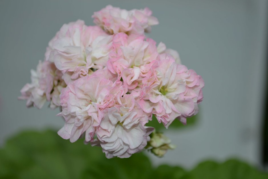 Пеларгония розебудная