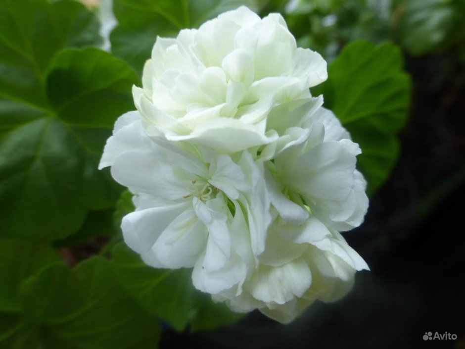 Юзис Фрида пеларгония