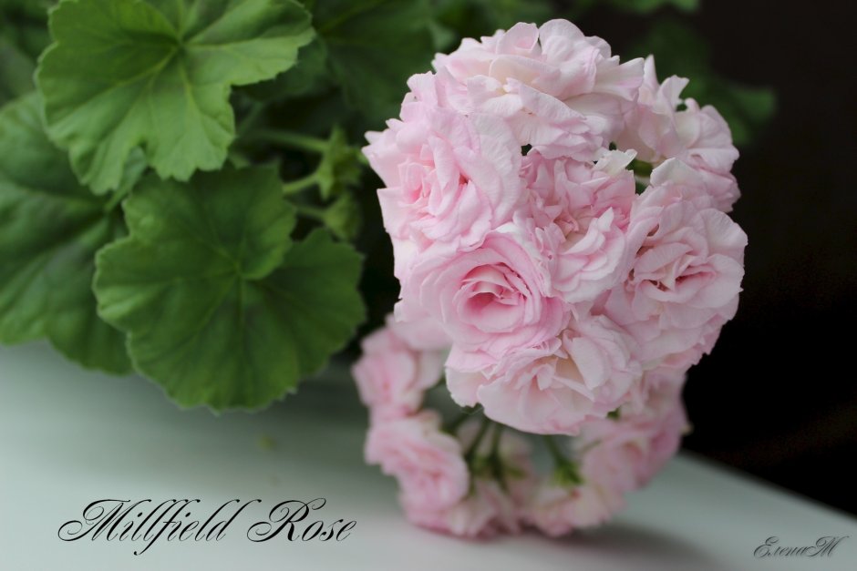 Пеларгония Millfield Rose